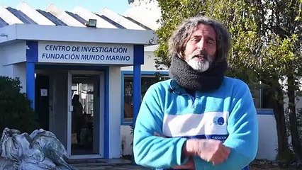 Lobo-marinho resgatado na Argentina é devolvido ao mar