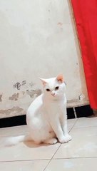 Tingkah Kucing Lucu