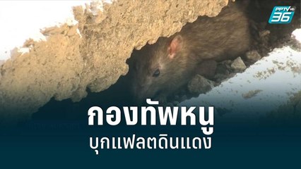 สยอง! กองทัพหนู บุกแฟลตดินแดง | โชว์ข่าวเช้านี้ | 7 ก.ค. 65