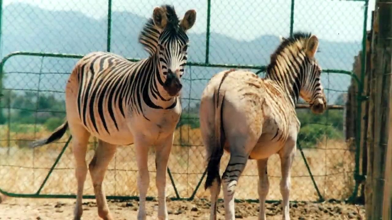 5 Descubrimientos de Animales TAN EXTRAÑOS que Desconcertaron a los Científicos