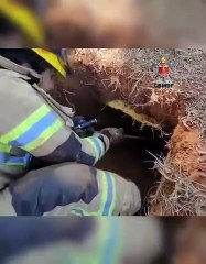 Cachorros resgatados no Núcleo Bandeirante