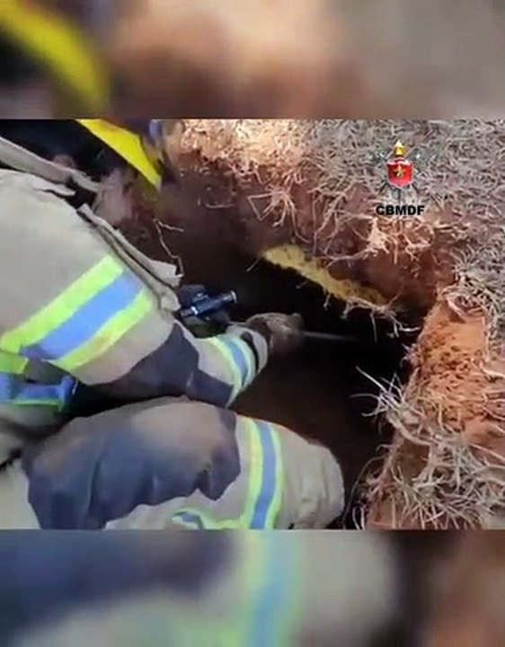 Cachorros resgatados no Núcleo Bandeirante