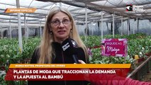 Vivero Las Orquídeas, líderes en indiscutidos del mercado desde hace 13 años