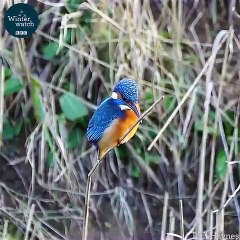 Kingfisher Bird Enjoy Its life