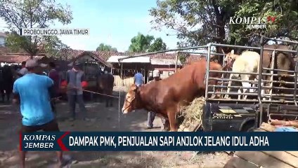 Tải video: Terdampak PMK, Penjualan Sapi Anjlok Jelang Idul Adha