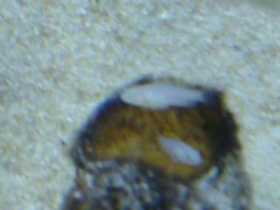 tanganika