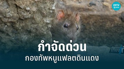 กทม.เร่งหารือ กำจัดกองทัพหนูแฟลตดินแดง | เที่ยงทันข่าว | 7 ก.ค. 65