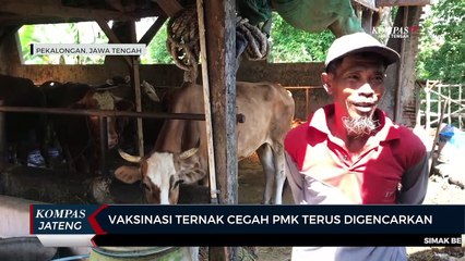Vaksinasi Ternak Cegah PMK Terus Digencarkan