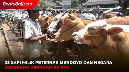 33 Sapi Milik Peternak Mendoyo dan Negara Jembrana Dipindah ke RPH
