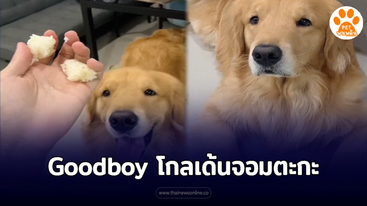 Goodboy โกลเด้นจอมตะกะ น้องบอยเป็นโกลเด้นที่ชอบกินมาก ให้อะไรก็กินหมด ให้ทำอะไรก็ยอมทำเพื่อของกิน