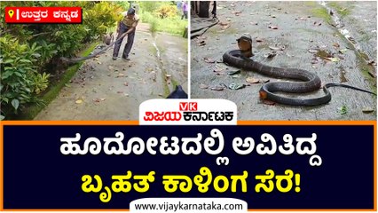 ಉತ್ತರ ಕನ್ನಡ-ಹೂದೋಟದಲ್ಲಿ ಅವಿತಿದ್ದ ಬೃಹತ್‌ ಕಾಳಿಂಗ ಸೆರೆ!