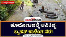 ಉತ್ತರ ಕನ್ನಡ-ಹೂದೋಟದಲ್ಲಿ ಅವಿತಿದ್ದ ಬೃಹತ್‌ ಕಾಳಿಂಗ ಸೆರೆ!
