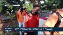 1000 Dosis Vaksin Untuk Sapi Di Gianyar