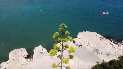 Bir ayda 5 metre uzamıştı, 60 yıl sonra çiçek açtı