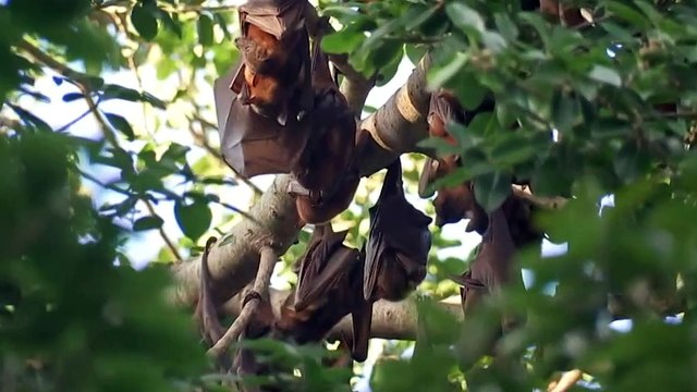 Inflatable men recruited in Central Queensland to deter flying foxes