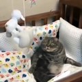 Best Funny Cat Videos That Will Make You Laugh All Day Long