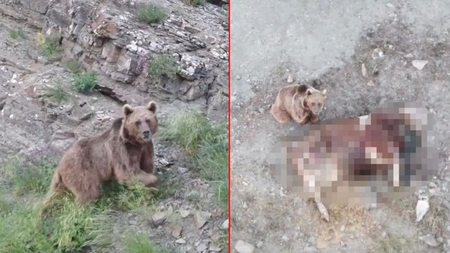 Tosunu yiyen ayıyı dron ile kovaladı