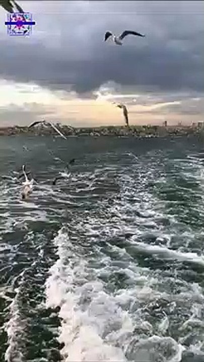 Sea Fun