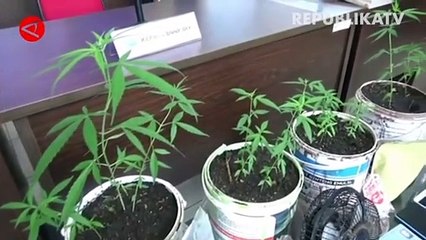 DPR Teliti dan Kaji Penggunaan Ganja untuk Medis