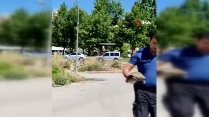 Son dakika haberleri... Polisin kaplumbağa duyarlılığı kamerada