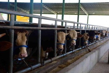 Büyükbaş hayvan satıcıları satışlarını tamamladı, küçükbaşlar alıcılarını bekliyor