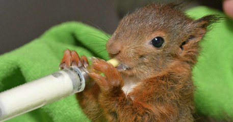 Comment s'appelle le petit de l'écureuil, du phoque, de la grenouille? Faite le test...