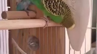 Parrot Funny Video