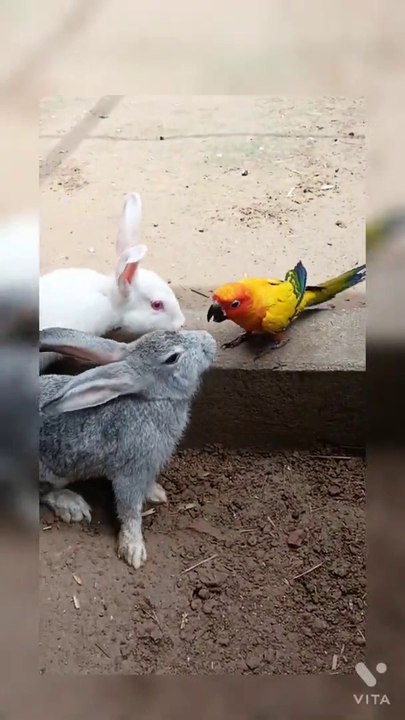 What is this Parrot doing with Rabbits
