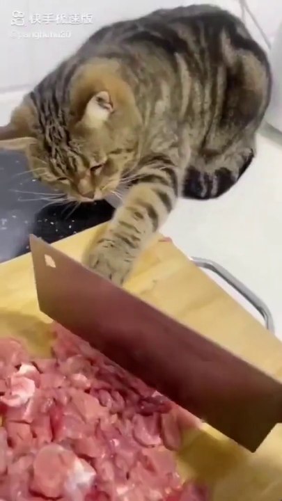 Really Very Funny Cats!