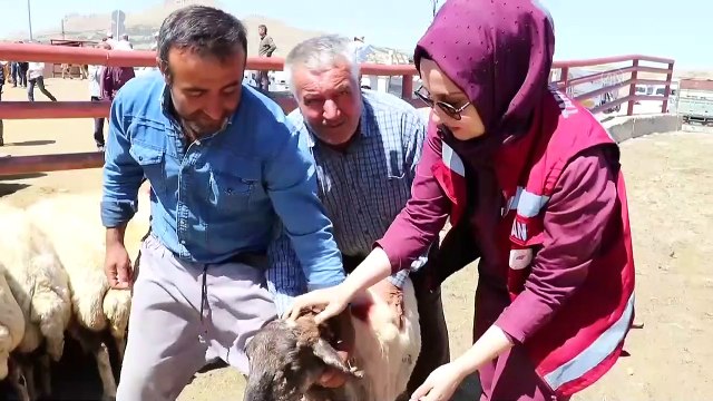 Van'da, Kurban Bayramı öncesinde hayvan pazarlarında hareketlilik arttı