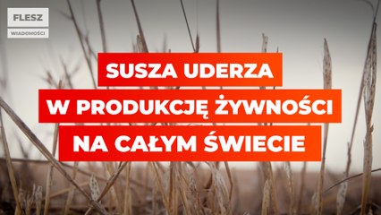 Susza uderza w produkcję żywności na całym świecie