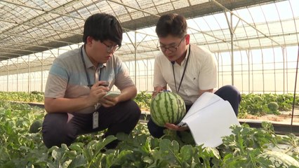 [녹색] 세계 수박 멜론 현장 평가회...신품종 개발용 선발 / YTN