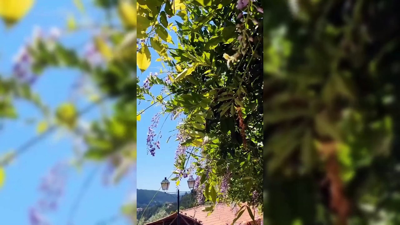 Férias de Goucha e Rui