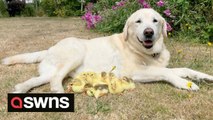 Labrador called Fred adopts a brood of 15 orphaned ducklings for the SECOND time