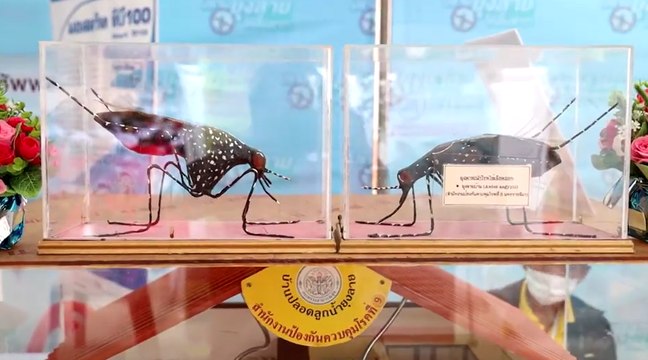 โคราช เดินหน้ารณรงค์คุม ไข้เลือดออก คาดฝนนี้ ป่วย10000-16000 รายต่อเดือน