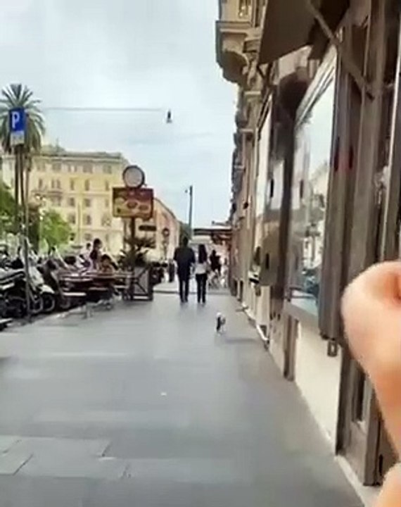 Cette mouette avait une grosse faim ce midi