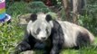 Dos osos panda de un zoo de México se convierten en los más longevos de su especie en cautividad