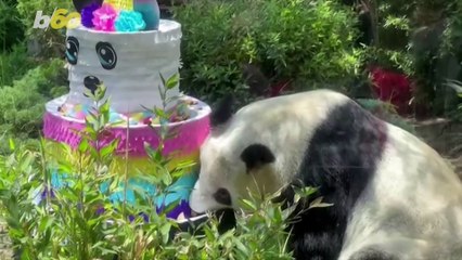 These Amazing Pandas Celebrated a Birthday