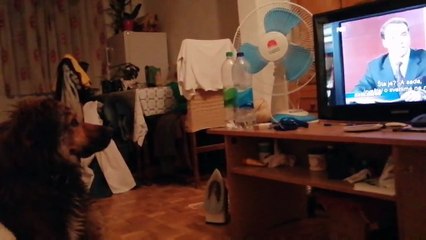 Funny Dog Confused By The TV