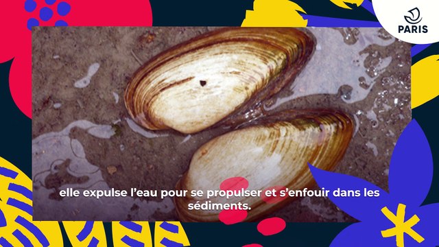 La Mulette des peintres | Brèves de nature sauvage à Paris | Paris Podcast