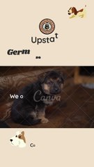A German Shepherd Can Make For a Perfect Family Pet