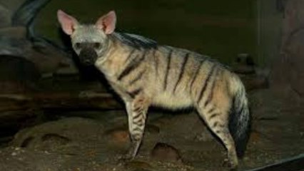 An animal member of the hyena family aardwolf -sırtlan ailesinin bir üyesi hayvanı yer kurdu