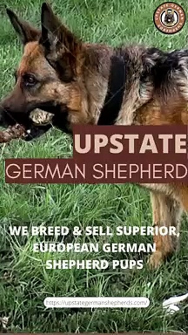 Upstate german hot sale shepherds