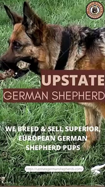 Upstate German Shepherds Are German Shepherds Good Family Dogs?