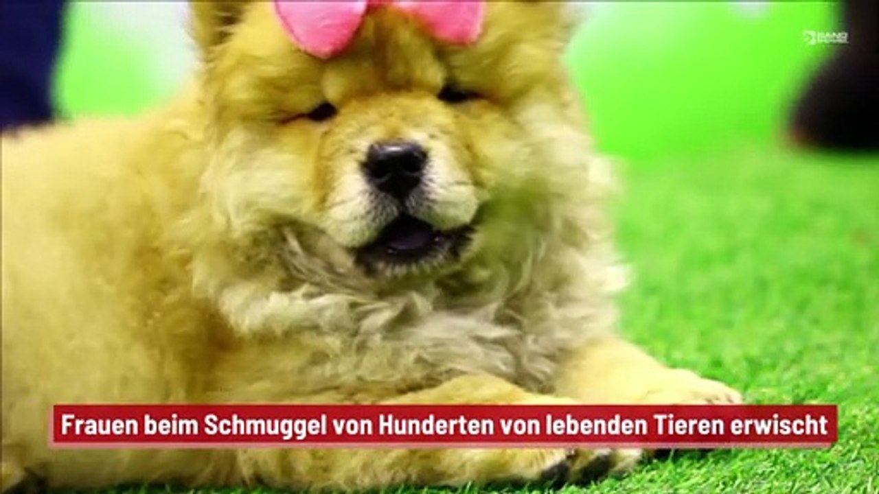 Frauen beim Schmuggel von Hunderten von lebenden Tieren erwischt