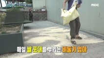 [HOT] The whole town is full of pigeons, 실화탐사대 220707