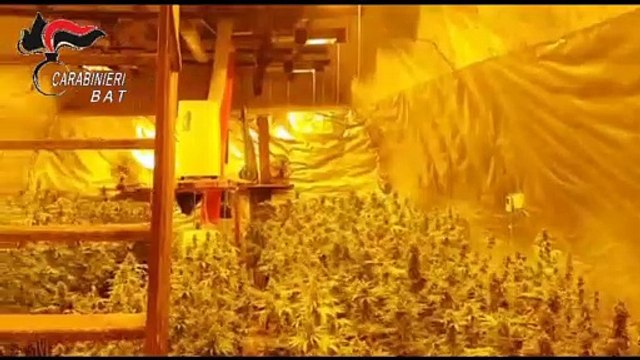 Andria: scoperta una coltivazione illecita di marijuana. Arrestato 34enne titolare di azienda agricola - Video