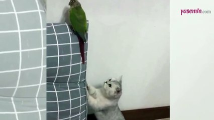 Kuşla göz göze gelince boya badana ustasına dönüsen bir kedi