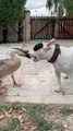 Cette oie et ce Bull Terrier sont devenus inséparables