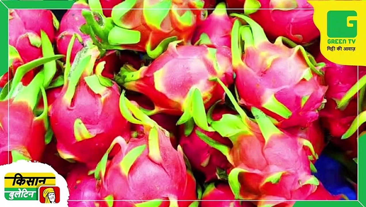 Kisan Bulletin - Dragon Fruit की खेती के लिए सरकार दे रही है अनुदान, 1.2 लाख रूपये प्रति एकड़ का लाभ लेंगे किसान | Green TV
